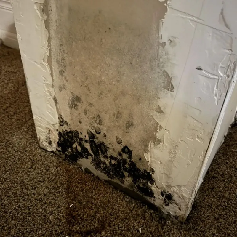 Professional Mold Removal in Springhill, LA